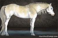 Horse Color:White Spotted Chocolate Palomino Onyx Sabino Splash 