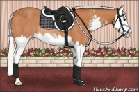 Horse Color:Silver Bay Sabino Splash Rabicano 