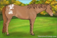 Horse Color:Chestnut Appaloosa 