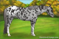 Horse Color:Liver Chestnut Appaloosa 