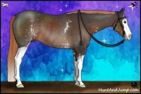 Horse Color:White Spotted Liver Chestnut Sabino Splash Rabicano