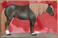 Horse Color:Liver Chestnut Sabino 