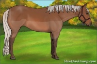 Horse Color:Silver Bay 