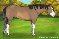 Horse Color:Bay Dun Splash