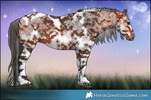 Horse Color:White Spotted Bay Tobiano Frame 