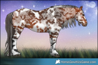 Horse Color:White Spotted Bay Tobiano Frame