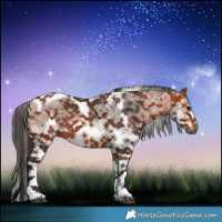 Horse Color:White Spotted Bay Tobiano Frame 