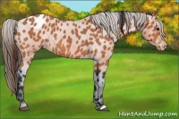 Horse Color:Bay Appaloosa 