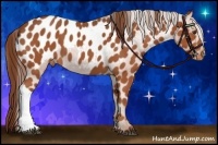 Horse Color:Chestnut Blanket 