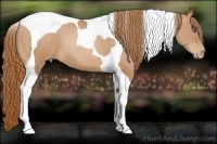 Horse Color:Chestnut Pearl Tobiano