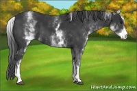 Horse Color:White Spotted Black