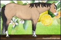 Horse Color:Bay Roan Dun Splash 