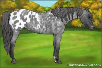 Horse Color:Blue Roan Appaloosa