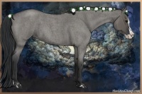 Horse Color:Grullo Roan Splash 