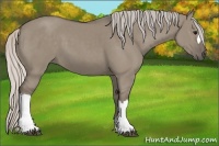 Horse Color:Silver Grullo 