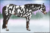 Horse Color:Liver Chestnut Sabino Appaloosa 