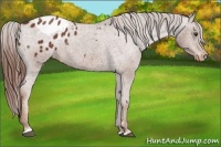Horse Color:Chestnut Sabino Appaloosa 