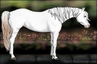 Horse Color:Red Dun Splash Appaloosa 