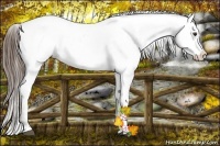 Horse Color:Liver Chestnut Appaloosa