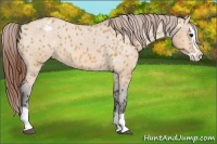 Horse Color:Bay Dun Splash Appaloosa 