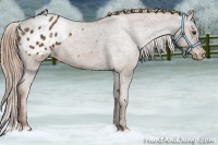 Horse Color:Chestnut Appaloosa 