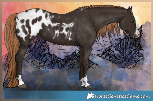 Horse Color:Liver Chestnut Appaloosa 