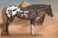 Horse Color:Liver Chestnut Appaloosa 