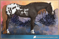 Horse Color:Liver Chestnut Appaloosa