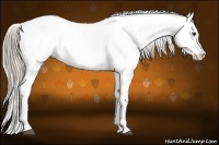 Horse Color:Liver Chestnut Appaloosa