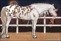 Horse Color:Red Roan Appaloosa 