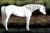 Horse Color:Bay Dun Appaloosa 