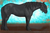 Horse Color:Black 