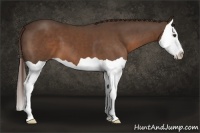 Horse Color:Liver Chestnut Splash