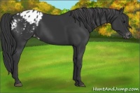 Horse Color:Black Appaloosa