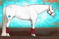 Horse Color:Smoky Grullo Roan Appaloosa