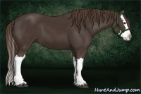 Horse Color:Liver Chestnut Splash 