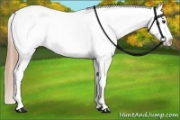 Horse Color:Chestnut Appaloosa