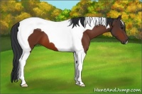 Horse Color:Bay Tobiano 