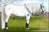 Horse Color:Buckskin Splash Appaloosa