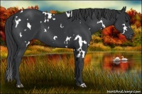 Horse Color:White Spotted Black