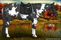 Horse Color:White Spotted Black 