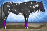 Horse Color:White Spotted Black