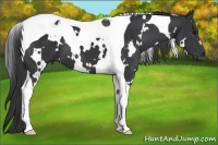 Horse Color:White Spotted Black Tobiano 