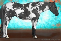 Horse Color:White Spotted Black  Brindle