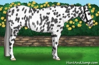 Horse Color:Black Appaloosa Rabicano