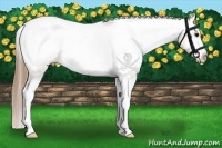 Horse Color:Buckskin Tobiano Appaloosa 