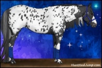 Horse Color:White Spotted Black Blanket