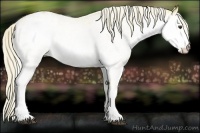 Horse Color:White Spotted Palomino Varnish