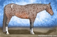Horse Color:Bay Varnish