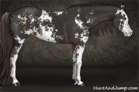 Horse Color:Liver Chestnut Sabino 